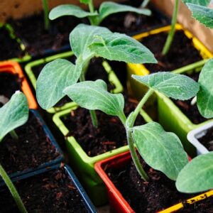 Plant de courgette